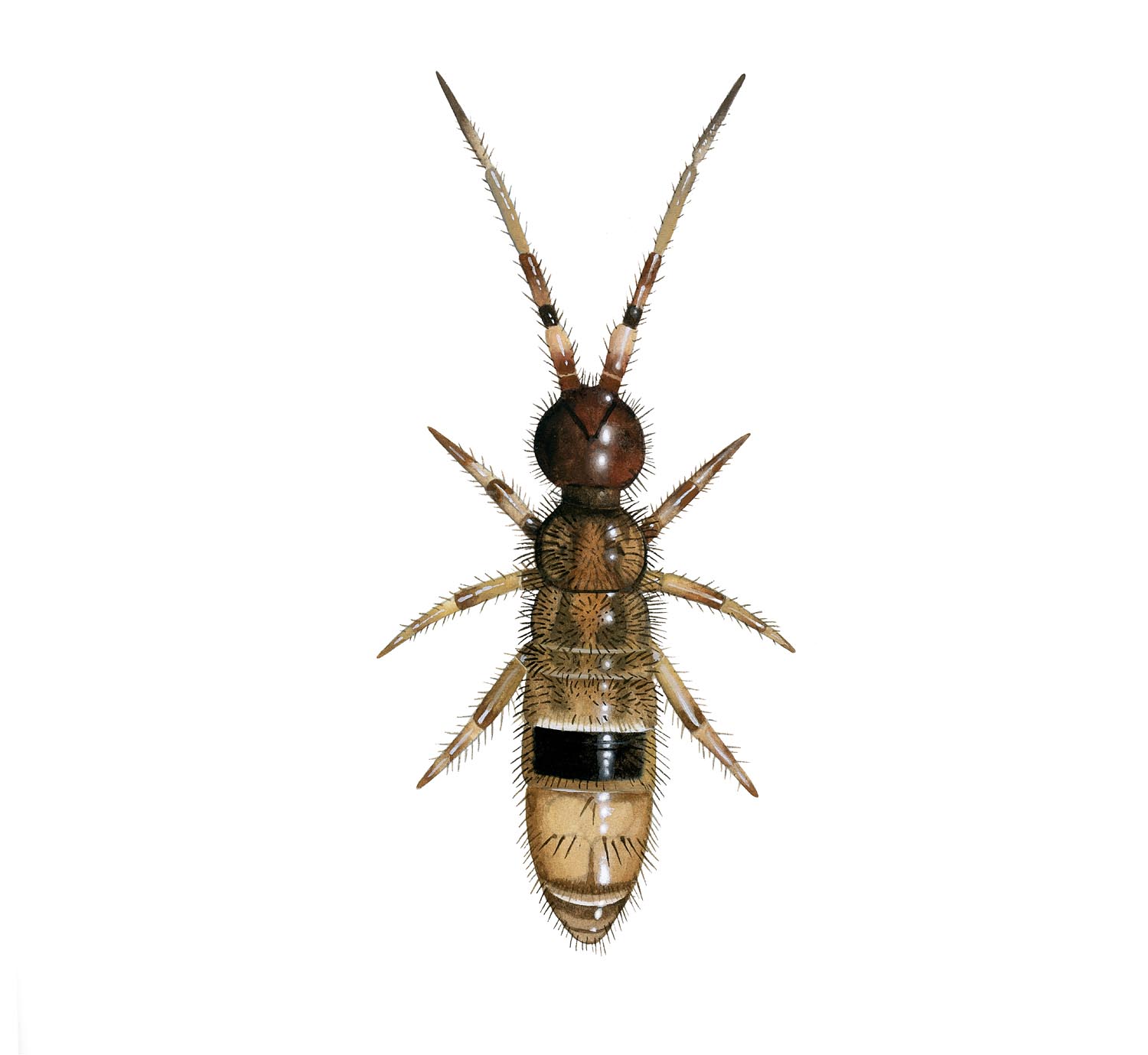 Illustration of Springtail (Orchesella cincta) (#3209)