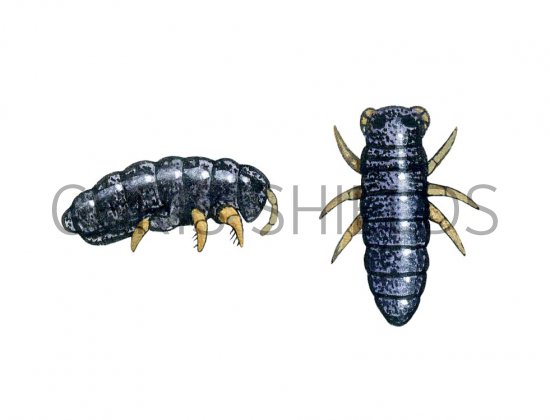 Illustration of Springtail (Podura aquatica) (#1716)