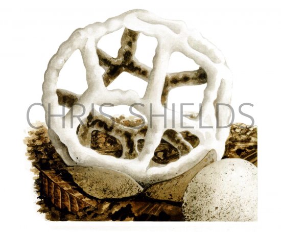 Illustration of Ileodictyon cibarium (#1935)
