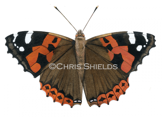 Illustration of Indian Red Admiral (Vanessa indica) (#4696)