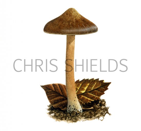 Illustration of Inocybe assimilata (#3530)