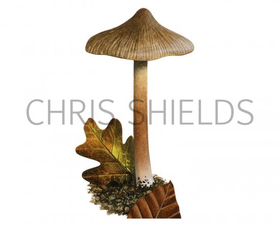 Illustration of Inocybe asteorospora (Star Fibrecap) (#3559)