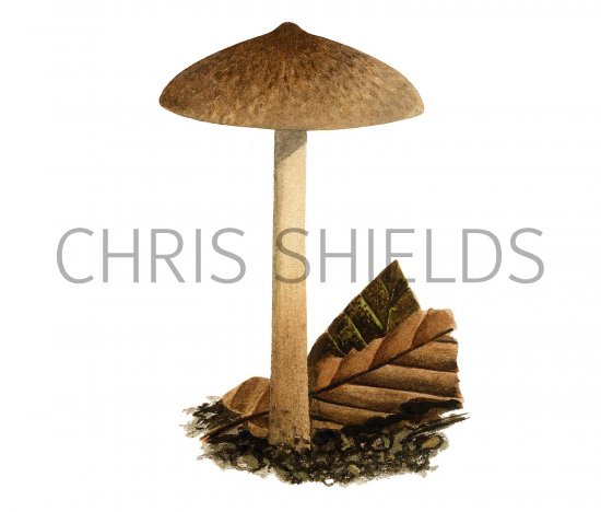 Illustration of Inocybe curvipes (#3557)