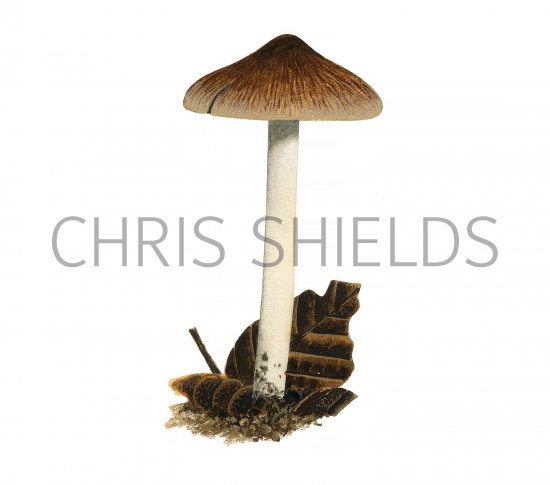 Illustration of Inocybe fuscidula (#3547)