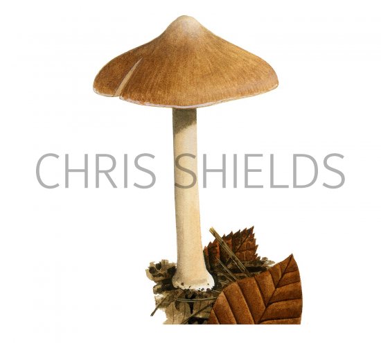 Illustration of Inocybe grammata (#3555)
