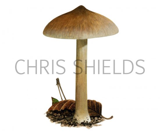 Illustration of Inocybe oblecctbblis (#3565)