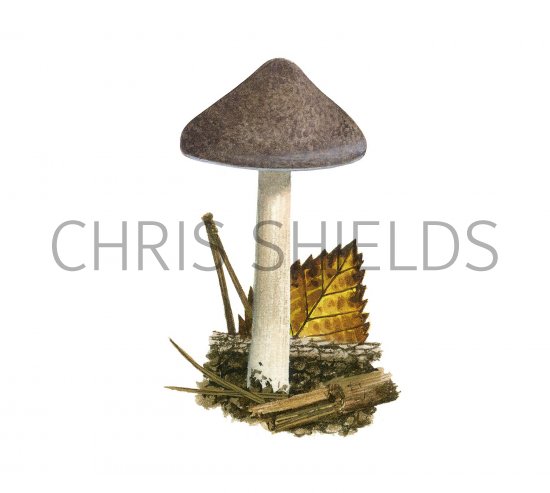 Illustration of Inocybe obscurobadia (#3534)