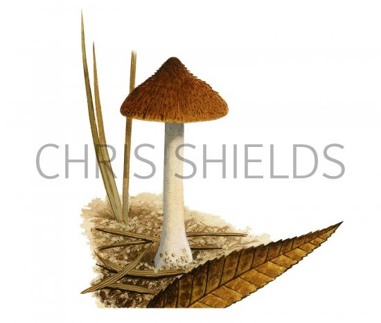 Illustration of Inocybe salicis (#3571)