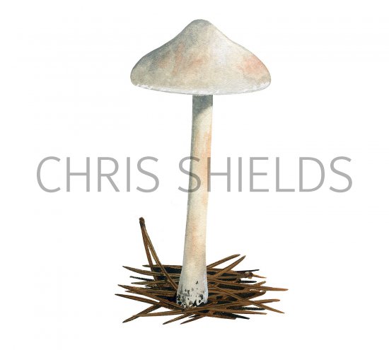 Illustration of Inocybe whitei (Blushing Fibrecap) (#3540)