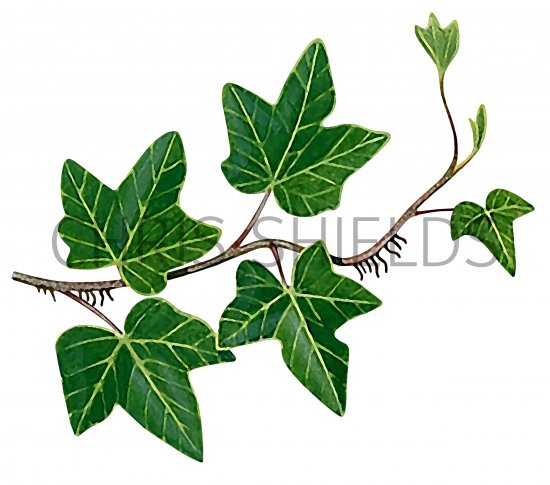Illustration of Ivy (Hedera helix (#3255)