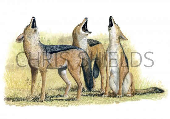Illustration of Jackal (Black-backed) Canis mesomelas (#1324)
