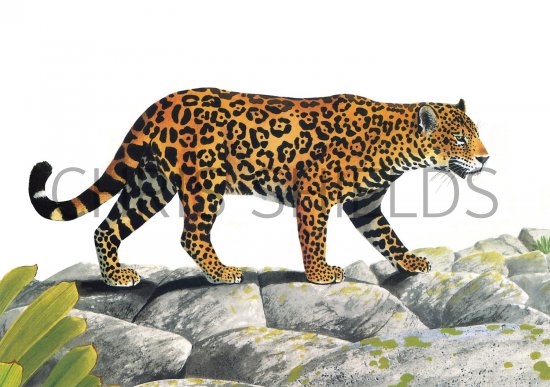 Illustration of Jaguar (Panthera onca) (#1657)