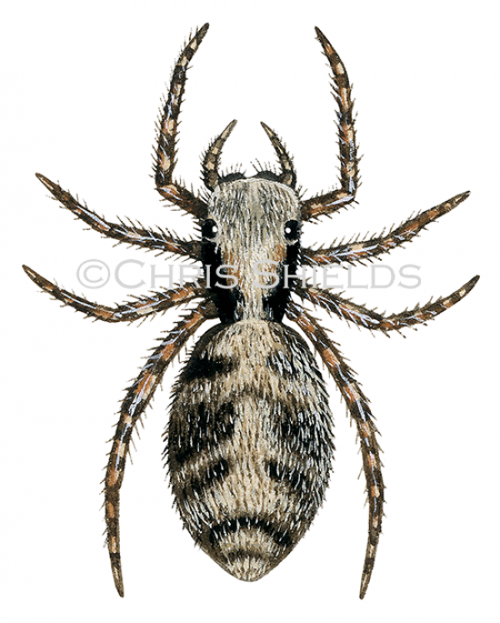 Illustration of Jumping Spider (Europhrys falcata) (#2919)