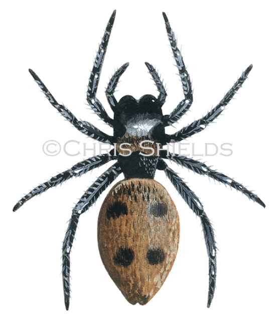 Illustration of Jumping Spider female (Evarcha falcata) (#2923)