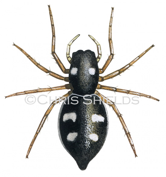 Illustration of Jumping Spider (Heliophanus copreus) (#2924)