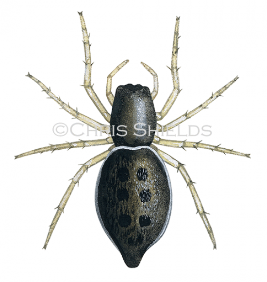 Illustration of Jumping Spider (Heliophanus flavipes) (#2925)