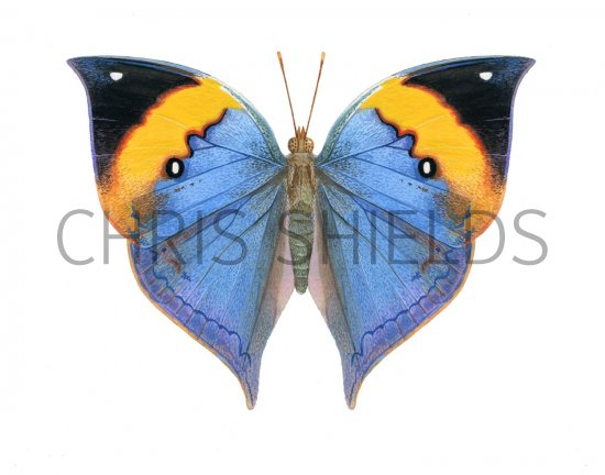Illustration of Kallima paralekta (Leaf Butterfly) (#2175)