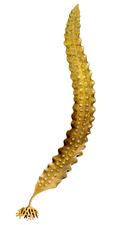 Illustration of Sugar Kelp (Laminaria saccharina) (#4265)