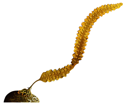 Illustration of Kelp (Sea belt) Laminaria saccharina) (#2027)