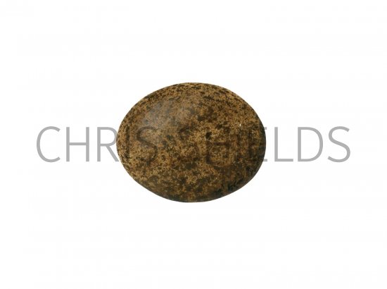 Illustration of Great Tit egg (Parus major) (#1729)