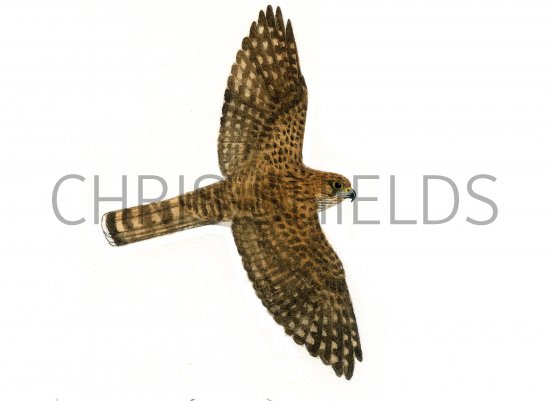 Illustration of Kestrel female in flight (Falco tinnunculus) (#0821)