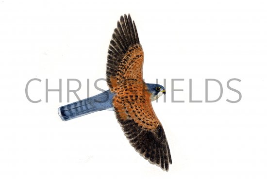 Illustration of Kestrel male in flight (Falco tinnunculus) (#0819)