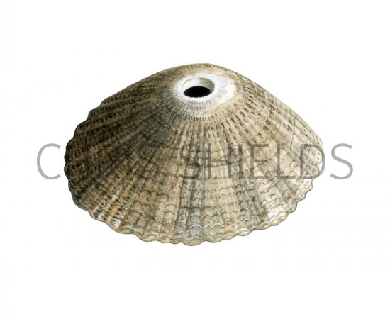 Illustration of Keyhole Limpet (Diodora apertura) (#1915)