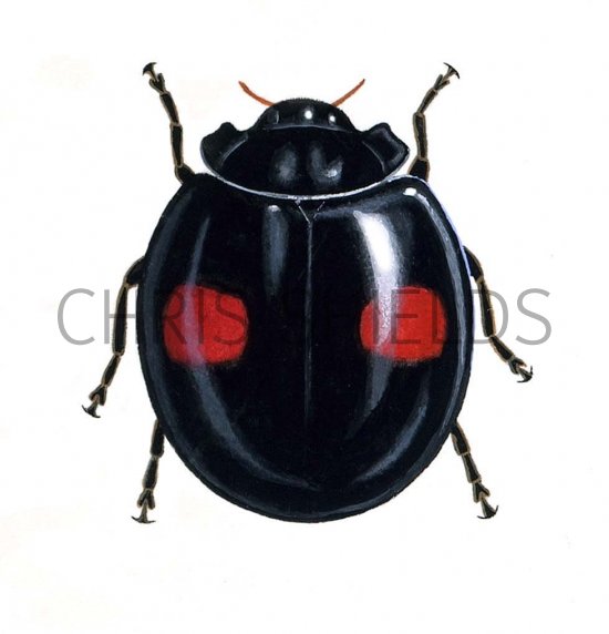 Illustration of Kidney-spot Ladybird (Chilocorus renipustulatus) (#0898)