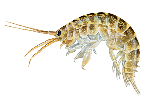 Illustration of Killer Shrimp (Dikerogammarus villosus) (#4413)