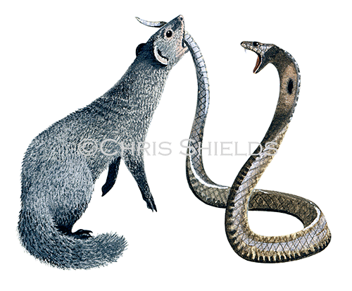 Illustration of Mongoose (Indian Grey) Herpestes edwardsi (#0791)