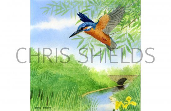 Illustration of Kingfisher (Alcedo atthis) (#0765)