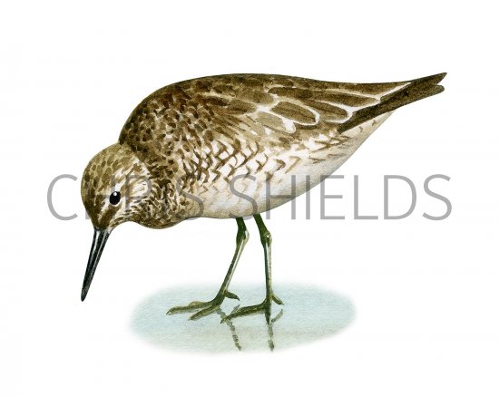 Illustration of Knot (Calidris canutus) (#3346)
