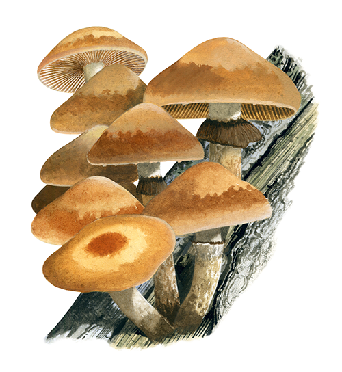 Illustration of Kuehneromyces leucolepidotus (Mottlegills) (#4428)