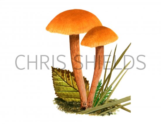 Illustration of Laccaria laccata (Deceiver) (#3998)