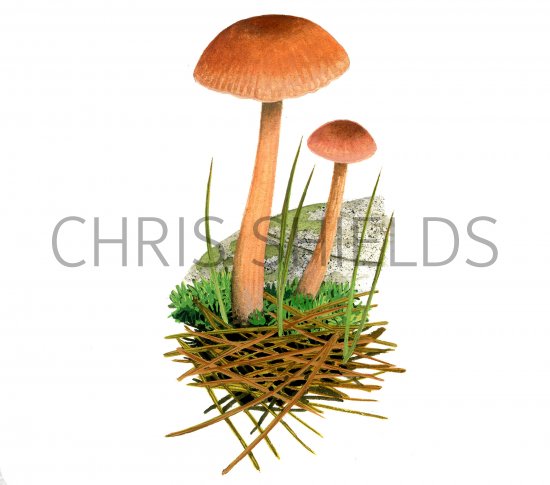 Illustration of Laccaria pumila (#4004)