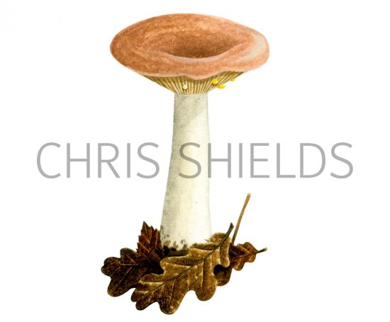 Illustration of Lactarius chrysorrheus (Yellowdrop Milkcap) (#1910)