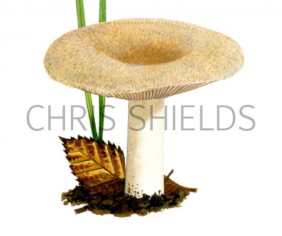 Illustration of Lactarius pubesscens (Bearded Milkcap) (#1920)