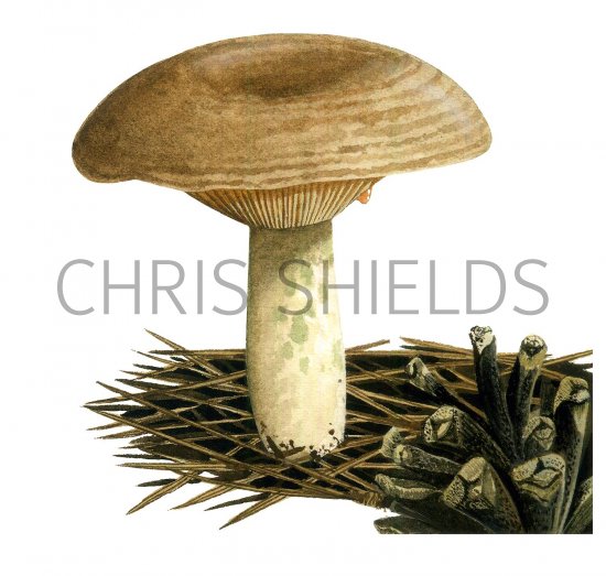 Illustration of Lactarius quieticolor (#3505)