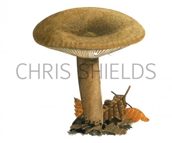 Illustration of Lactarius romagnesii (#3506)