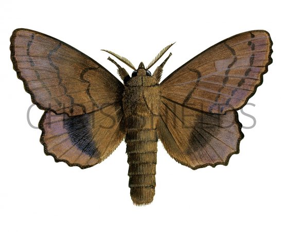 Illustration of Lappet Moth (Gastropacha quercifolio) (#2499)
