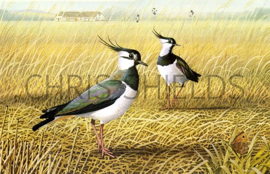 Illustration of Lapwing (Vanellus vanellus) (#1813)