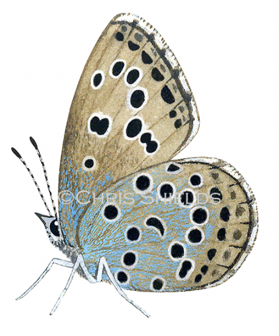 Illustration of Large Blue male (Maculinea arion) (#1741)