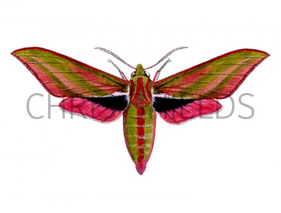 Illustration of Large Elephant Hawkmoth (Deilephila elpenor) (#1348)