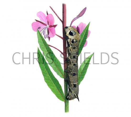 Illustration of Large Elephant Hawkmoth Caterpillar (Deilephila elpenor) (#1347)