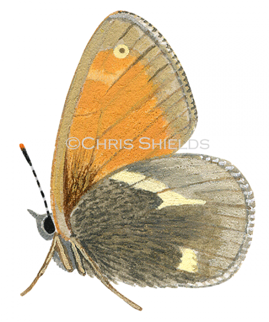 Illustration of Large Heath (Coenonympha tullia scotica) (#0305)