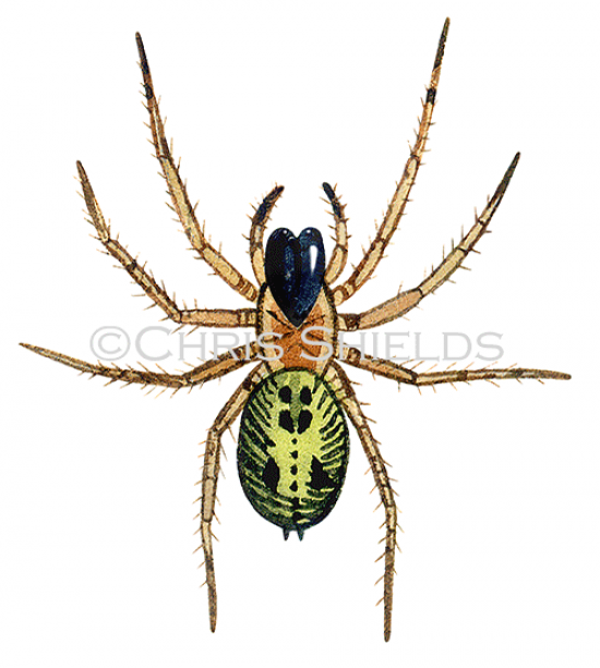 Illustration of Large Lace-web Spider (Amaurobius similis) (#4681)