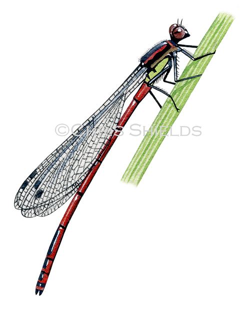 Illustration of Large Red Damselfly  (Pyrrhosoma nymphula) (#1289)