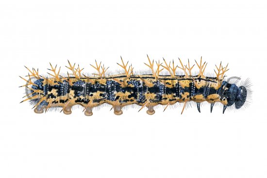 Illustration of Large Tortoiseshell Caterpillar (Nymphalis polychloros) (#4171)