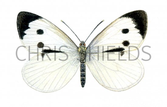 Illustration of Large White (Pieris brassicae) (#0308)