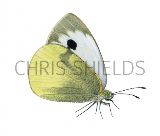 Illustration of Large White (Pieris brassicae) (#2864)